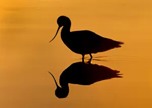 Images Dated 8th June 2015: Avocet Silhouetted at Sunrise with Reflection