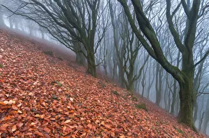 Images Dated 20th November 2011: Award winning landscape. Trees in the mist. English Peak District. UK. Europe