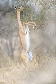 Vicki Jauron Wildlife Photography Prints: Awesome Gerenuk Standing on Two Legs in Golden Background in Samburu