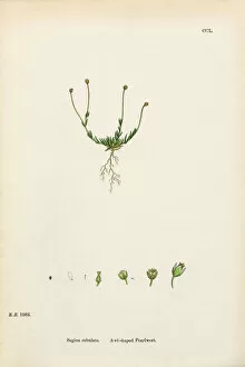 Images Dated 24th February 2017: Awl-shaped Pearlwort, Sagina subulata, Victorian Botanical Illustration, 1863