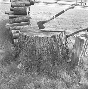 Tree Stump Prints: Axe in stump, (B&W)