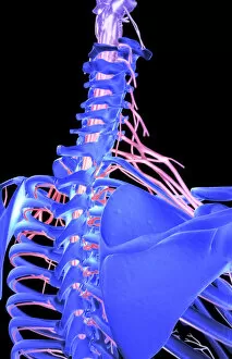 Images Dated 24th June 2007: axillary nerve, back view, below view, black background, brachial plexus, cervical plexus