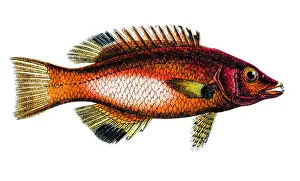 Animal Fin Prints: Axilspot hogfish (Cossyphus axillaris)