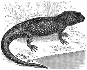 Salamander Prints: Axolotl or a Mexican walking fish or Mexican salamander (Ambystoma mexicanum)