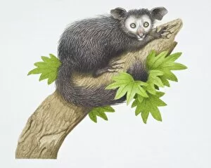 Mammals Gallery: Aye-aye, Daubentonia madagascariensis, on a tree