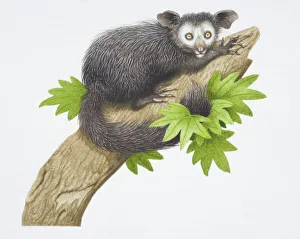 Images Dated 19th May 2006: Aye-aye, Daubentonia madagascariensis, on a tree