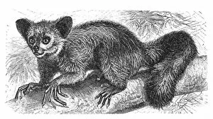Images Dated 23rd January 2016: The Aye-aye, lemur or Daubentonia madagascariensis