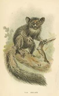 Monkey Collection: Aye-aye lemur primate 1894