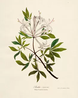 Images Dated 28th April 2017: Azalea botanical engraving 1843