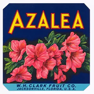 Citrus Prints: Azalea Brand