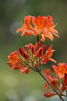 Images Dated 17th May 2013: Azalea -Rhododendron-, Saturnus Mollis hybrid, flowering, Thuringia, Germany