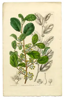 Exoticism Prints: Azara, Toothed Azara, Polyandria Monogynia Victorian Botanical Illustration, 1835
