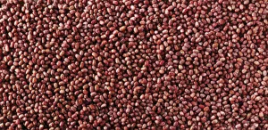 Images Dated 3rd September 2012: Azuki beans
