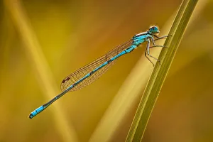 Images Dated 12th June 2011: Azure Damselfly -Coenagrion puella-, Gartenteich Schmellwitz, Cottbus, Brandenburg, Germany