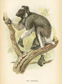 Monkey Collection: Babakoto indri primate 1894