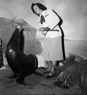 Seal Prints: Babe Didrikson and Circus Seal