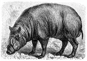 Images Dated 30th January 2016: Babirussa