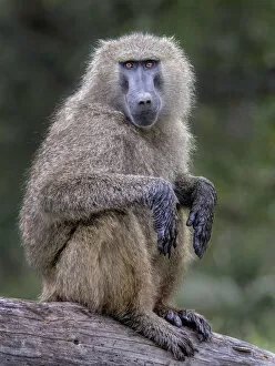 Images Dated 3rd April 2015: Baboon on branch
