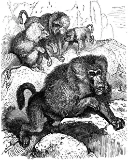 Baboon Prints: Baboon (Cynocephalus Hamadryas)