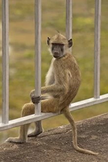 Baboon -Papio sp.- sitting relaxed on a bridge railing, South Luangwa, Zambia