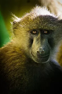 Images Dated 25th January 2010: Baboon Portrait