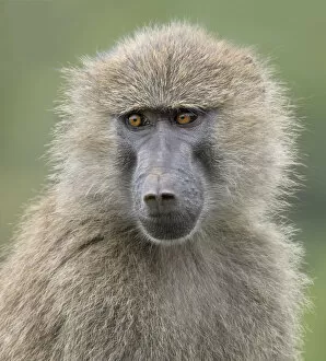 Images Dated 3rd April 2015: baboon portrait close up