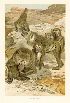 Images Dated 29th October 2018: Baboons chromolithograph 1896
