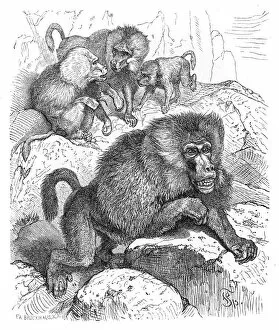 Images Dated 14th June 2015: Baboons engraving 1882