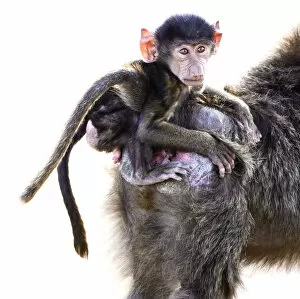 Images Dated 2nd November 2016: Baby Baboon Riding Moms Back in the Serengeti, Tanzania
