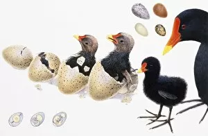Animal Shell Collection: Baby birds hatching from egg in four stages until bird is fully hatched, standing near adult