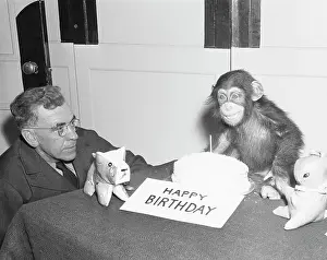 Chimpanzee Prints: Baby Chimp Has A Birthday Party At Zoo
