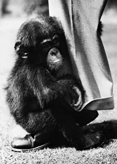 Baby Chimpanzee