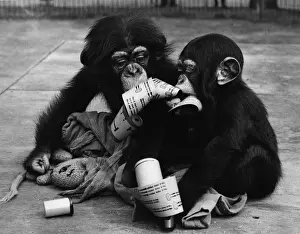 Baby Chimps