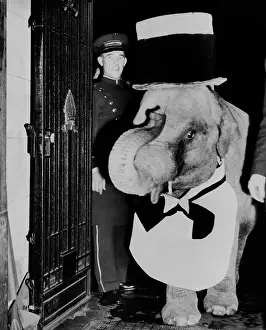 Baby Animal Prints: Baby Elephant Entering Night Club in Formal Wear