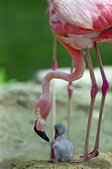 Flamingo Prints: Baby Flamingo Under Mother