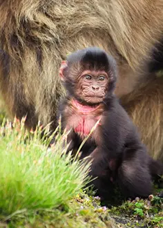 A baby Gelada Monkey (Theropithecus Gelada) sitting near its mother in Simien Mountains National Park, Ethiopia