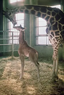 Huty29178 Prints: baby Giraffe Toshiko