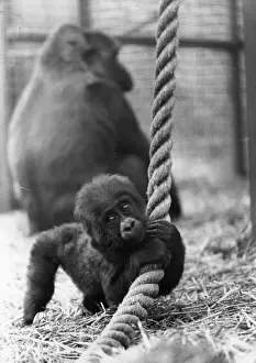 Gorilla Prints: Baby Gorilla