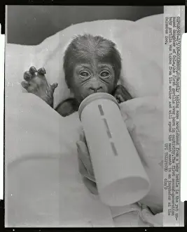 Columbus Prints: Baby Gorilla Sucking on Bottle