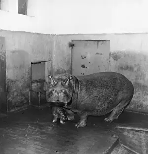 Sheltering Prints: Baby Hippo