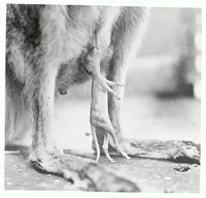 Kangaroo Prints: Baby Kangaroo Hanging from His Mother's Pouch