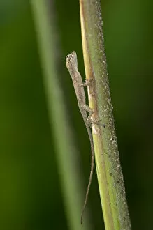 Images Dated 5th March 2012: Baby Lizard, one inch, Tiputini rain forest, Yasuni National Park, Ecuador, South America