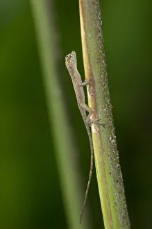 Images Dated 5th March 2012: Baby Lizard, one inch, Tiputini rain forest, Yasuni National Park, Ecuador, South America