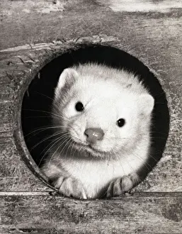 Hole Prints: Baby Mink Looking Through Hole in Cage
