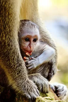 Young Animal Gallery: Baby monkey portrait