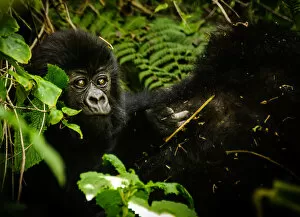 Images Dated 31st January 2010: Baby Mountain Gorilla