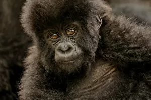 Simiae Collection: Baby Mountain Gorilla -Gorilla beringei beringei- from the Hirwa group at the foot of the Gahinga