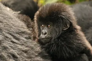 Hominidae Prints: Baby Mountain Gorilla -Gorilla beringei beringei- from the Hirwa group at the foot of the Gahinga Volcano