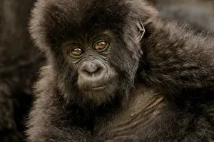Hominidae Prints: Baby Mountain Gorilla -Gorilla beringei beringei- from the Hirwa group at the foot of the Gahinga Volcano