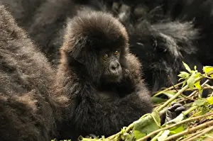 Hominidae Prints: Baby Mountain Gorilla -Gorilla beringei beringei- from the Hirwa group at the foot of the Gahinga Volcano